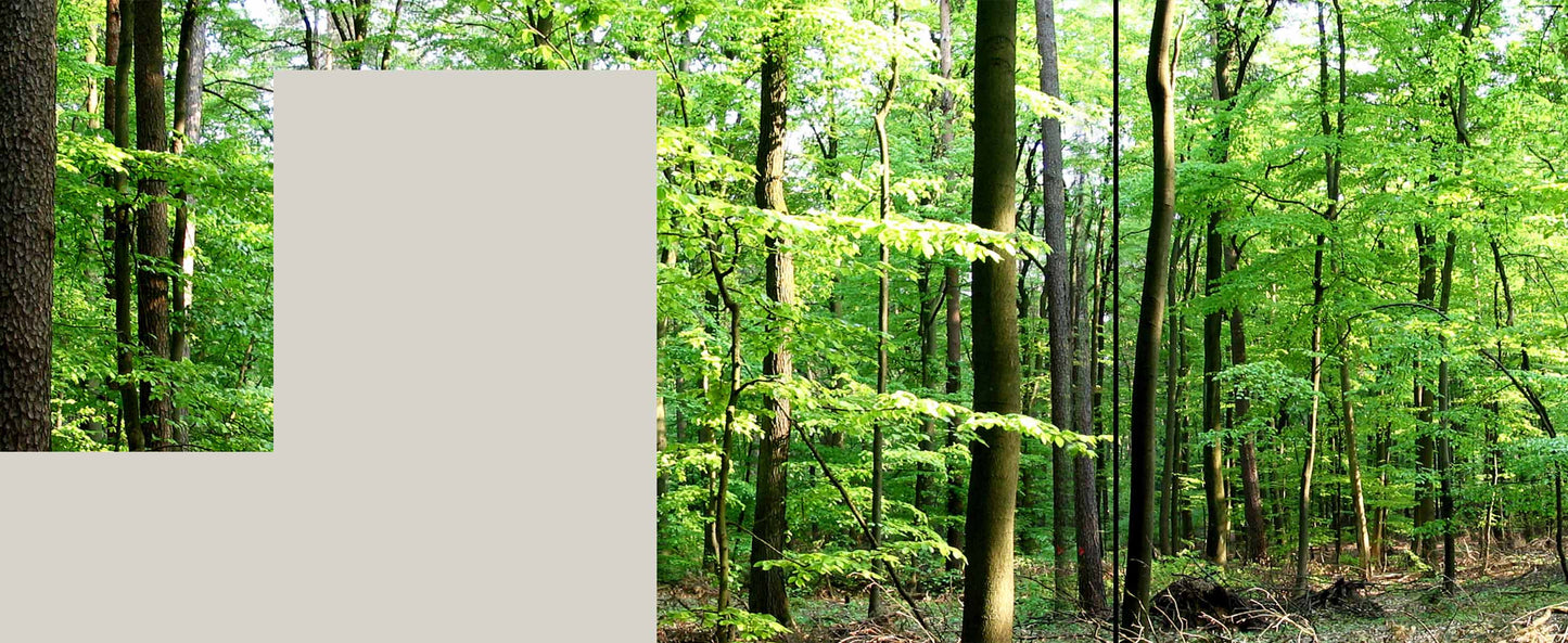 Fototapeta na flizelinie Las Natura 472x256 cm