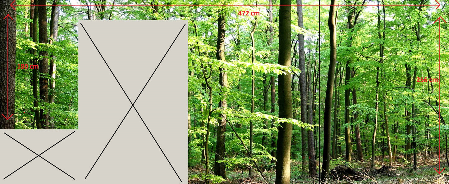 Fototapeta na flizelinie Las Natura 472x256 cm